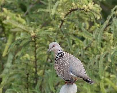 Burung Tekukur